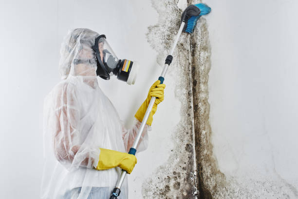 Mold Odor Removal Services in Wabasso Beach, FL