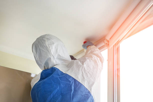 Reliable Wabasso Beach, FL Mold Removal Services Solutions